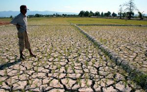 Dampak Kemarau Panjang, 962,5 Hektare Sawah Dilanda Kekeringan