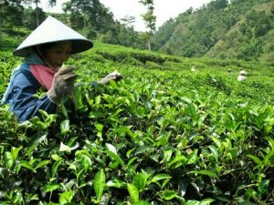 Cocok… Perkebunan di Purwakarta Dikelola Sistem Agribisnis