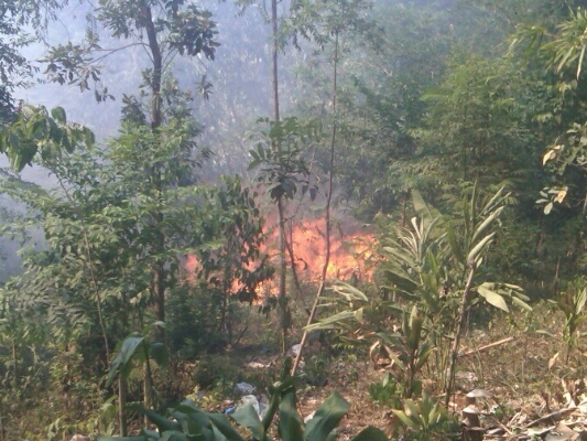 Hutan Lancadarah Terbakar Siang Tadi