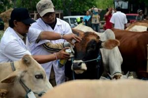 Info, Pemeriksaan Hewan Kurban Senin Besok