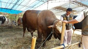 Krisis Ekonomi, Tak Pengaruhi Penjualan Sapi Kurban