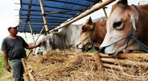Sapi dan Kerbau Naik 20 Persen