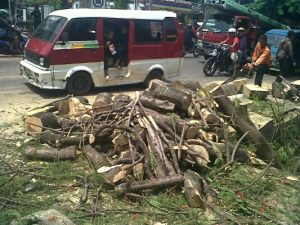 DKP Berikan Konpensasi Korban Pohon Tumbang