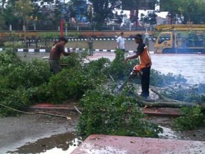 DPSPP Lakukan Pengawasan Pohon Rawan Tumbang