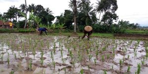 Lahan Pesawahan Kota Sukabumi Diasuransikan