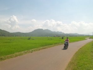 Puluhan Hektare Sawah 17 Kecamatan di Purwakarta Terserang Hama