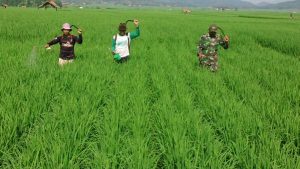 621 Hektare Persawahan Teknis di Kabupaten Purwakarta Diasuransikan