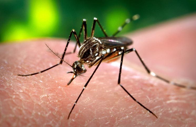 Dinkes Purwakarta Siaga Virus Zika