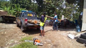 Penebangan Pohon Jati di Tanah Sampalan Sukatani Purwakarta Dihentikan Polisi