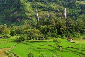 Petani di Bandung Barat ‘Ogah’ Ikuti Program Asuransi Usaha Tani Padi