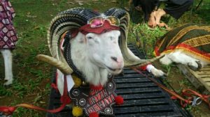 Domba dan Kambing, Alternatif Daging Sapi