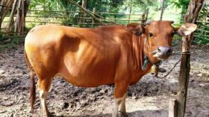Di Karawang Peternak Sapi Dikenalkan Sistem Kawin Buatan