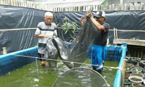Lele Pelajar SDN Cijaya Purwakarta Laku Keras