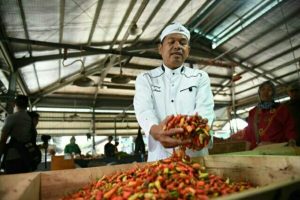 Kang Dedi : Harga Cabai Naik, Harusnya Petani Sejahtera