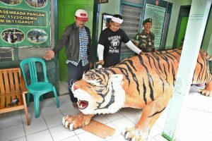 Kang Dedi Ganti ‘Maung Lucu’ Cisewu dengan Maung Sancang Siliwangi