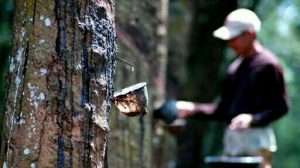 Harga Karet Tidak Mencerminkan Keadaan Ekonomi