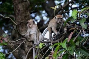 Wisata ke Monkey Village di Purwakarta, Pengunjung Dapat Berinteraksi Langsung dengan Monyet