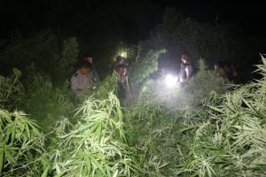 Polisi Temukan 1,5 Hektare Ladang Ganja di Sukasari Purwakarta