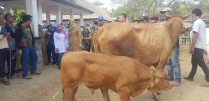 Bupati Purwakarta Cek Kesiapan Pasar Hewan Jelang Idul Adha