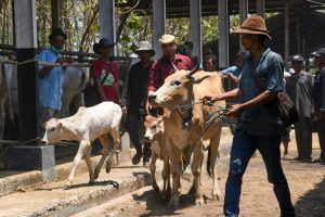 Inseminasi Buatan Tingkatkan Populasi Sapi di Purwakarta