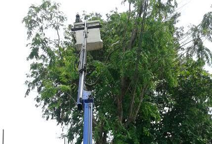 DLHK Kota Depok Antisipasi Pohon Tumbang