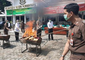 50 Kg Ganja Dimusnahkan