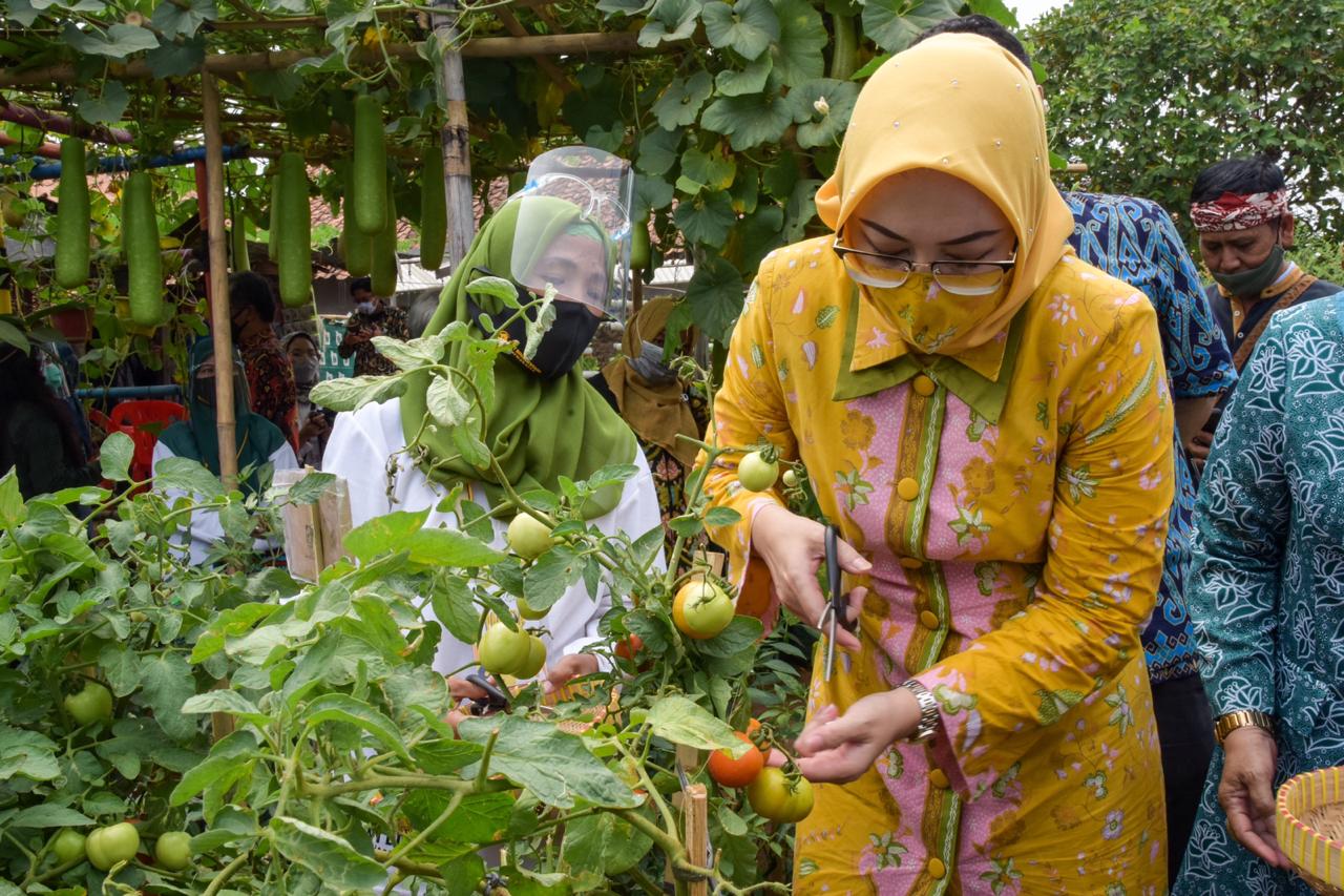 Hibar Eco Village Malang Nengah Tempat Budidaya Sayuran Dataran Rendah