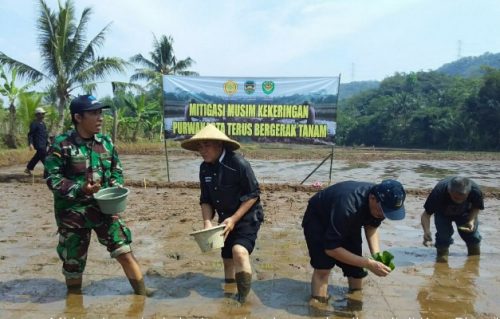 Dispangtan Purwakarta Punya Program Tanam Padi Gowah, Strategi Antisipasi Dampak Kekeringan