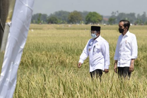 Panen di Wanasari Indramayu Hasilkan 8 Ton Padi
