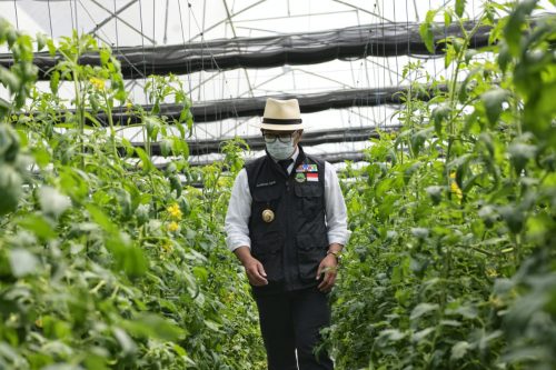 Agrowisata Cipendawa dan Cikanyere di  Cianjur Jadi Andalan