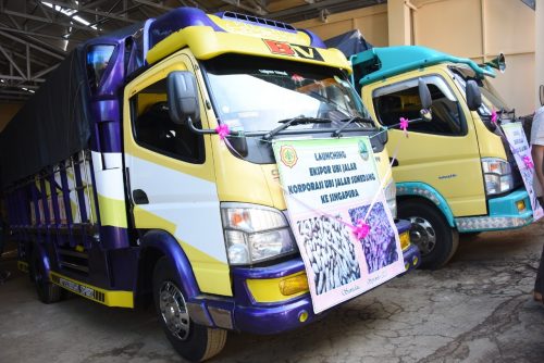Ubi Jalar Jabar Tembus Pasar Singapura
