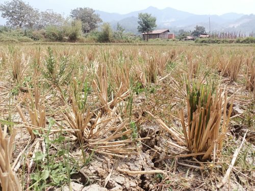 Saran Dispangtan Purwakarta untuk Petani di Musim Kemarau Panjang