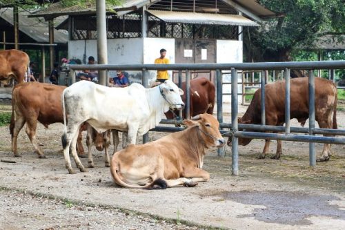 Pemkab Purwakarta Kaji Pembukaan Pasar Hewan Pasca Antraks