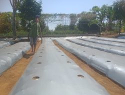 Pemkab Purwakarta Tanam Ribuan Benih Cabai, Bawang Merah dan Sayuran