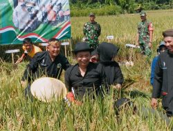 Bupati Purwakarta Om Zein Ngarit Padi Bareng Warga Saat Panen Raya di Campaka