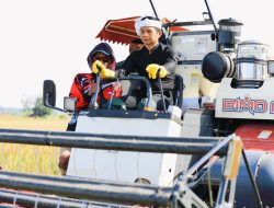 Bupati Purwakarta Om Zein Test Drive Combine Harvester, Alat Panen Modern, Petani Senang