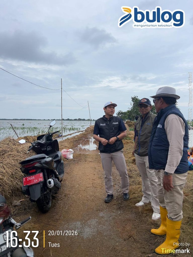 Hujan Deras Rendam Sawah, Petani Terancam Rugi: BULOG Hadir Jaga Harga Gabah Rp6.500